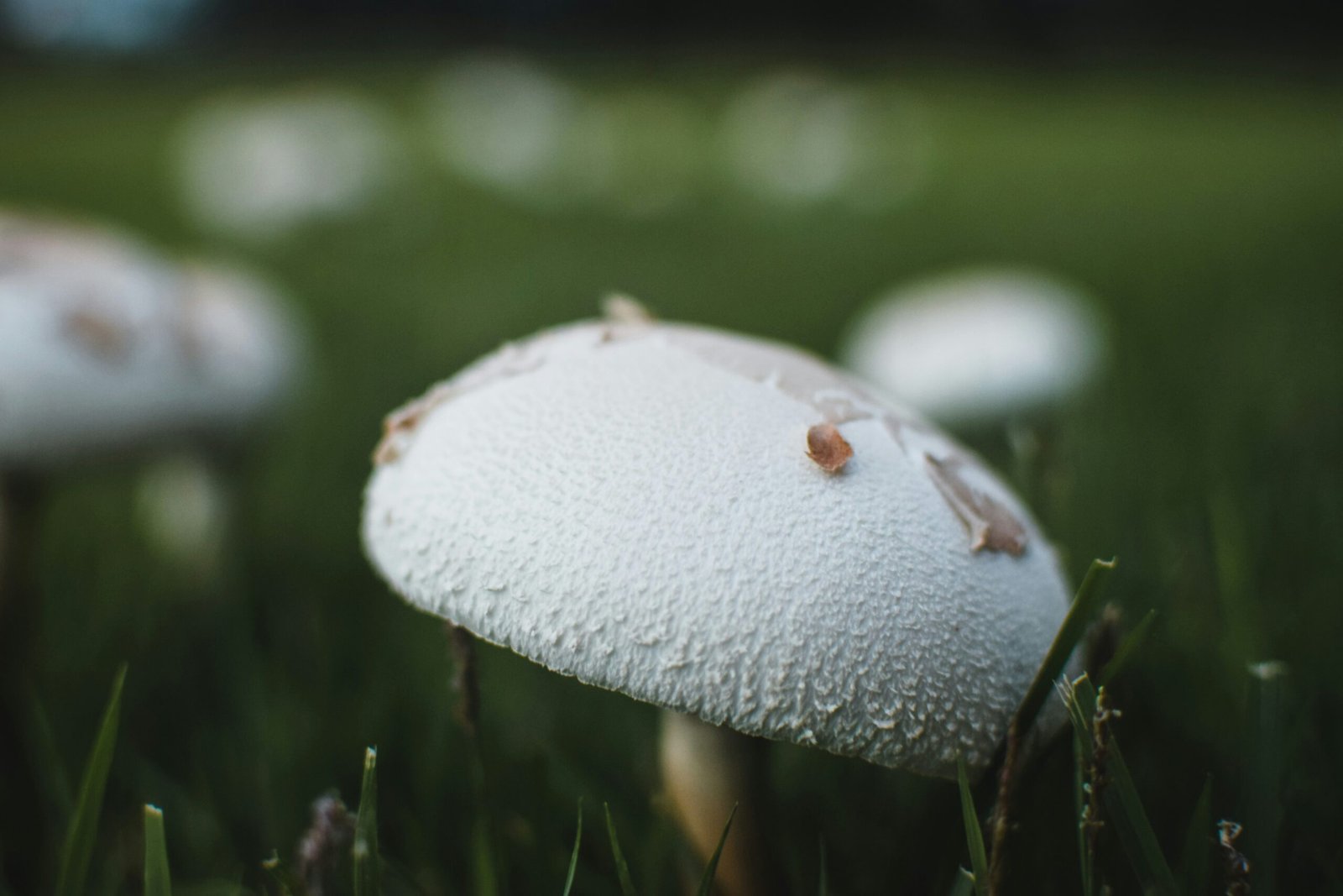 a group of white mushrooms sitting on top of a lush green field