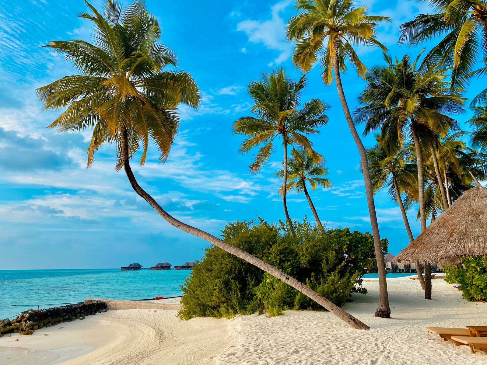 coconut tree on beach shore during daytime