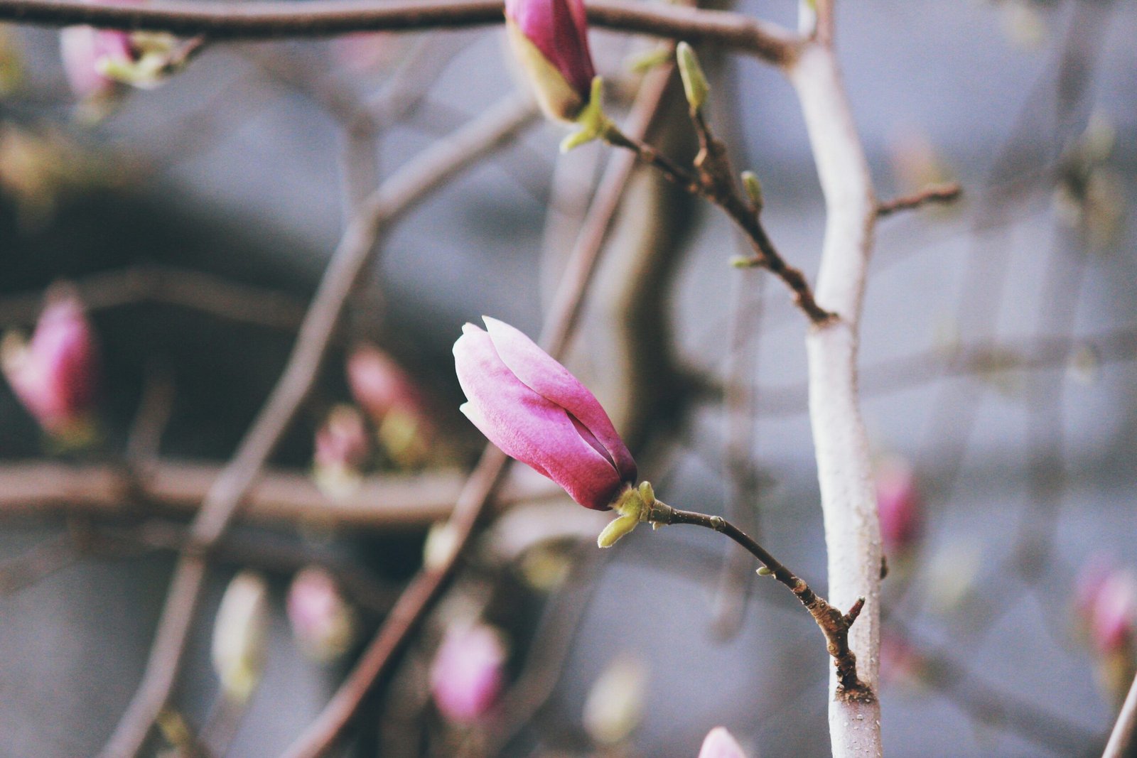 tilt shift photography of a pink flower bud